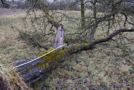 Baum 2: Länge ca. 180 cm, D: ca. 45cm bei L:90cm