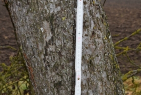 Baum 5: Länge ca. 180 cm, D: ca. 35cm bei L:90cm